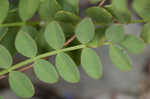 Englemann's milkvetch